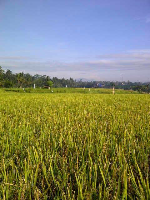 Villa Anandani Ubud Eksteriør billede